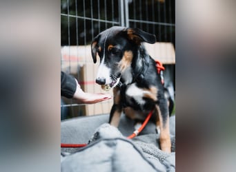 Yuki, liebe Junghündin