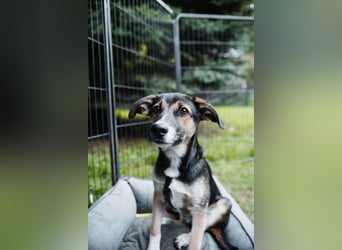 Joshi, lieber Junghund