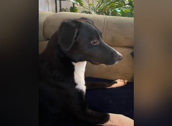 Joy, wunderbare Hündin