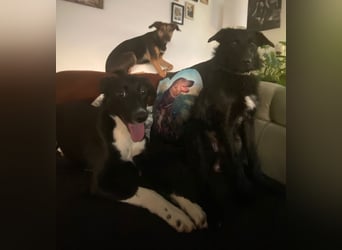 Joy, tolle junge Hündin