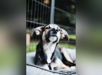 Joshi, lieber Junghund