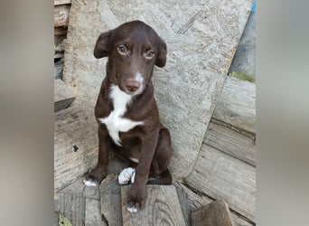 Tog, kleine Hündin, 5 Monate alt