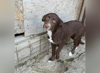 Tog, kleine Hündin, 5 Monate alt