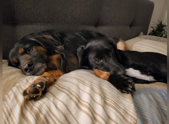 Bruno - kleiner Schmusebär sucht seine Familie