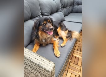 Bruno - kleiner Schmusebär sucht seine Familie