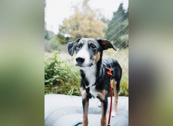 Yuki, liebe Junghündin