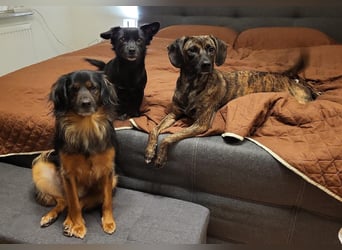 Bruno - kleiner Schmusebär sucht seine Familie