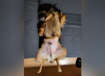 Bruno - kleiner Schmusebär sucht seine Familie