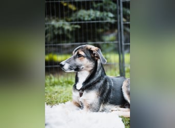 Joshi, lieber Junghund