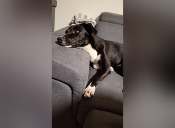 Joy, wunderbare Hündin