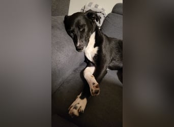 Joy, wunderbare Hündin