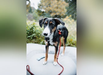 Yuki, liebe Junghündin