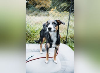 Yuki, liebe Junghündin