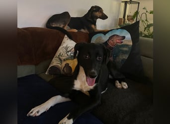 Joy, tolle junge Hündin