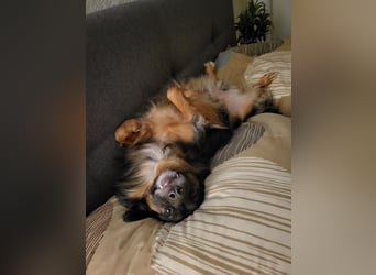 Bruno - kleiner Schmusebär sucht seine Familie