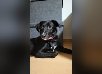 Jamie, schöner und absolut lieber Rüde