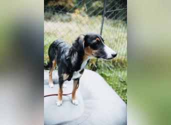 Yuki, liebe Junghündin