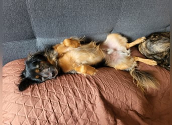 Bruno - kleiner Schmusebär sucht seine Familie