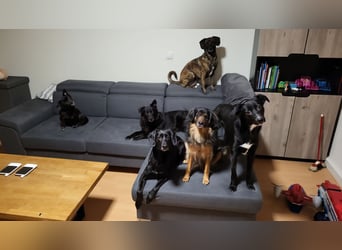 Jamie, schöner und absolut lieber Rüde