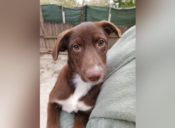 Tog, kleine Hündin, 5 Monate alt