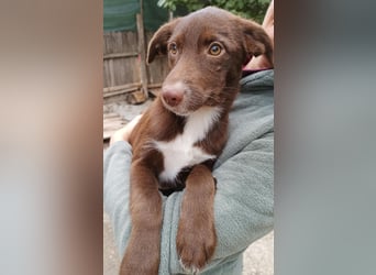 Tog, kleine Hündin, 5 Monate alt