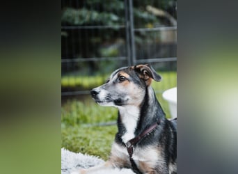 Joshi, lieber Junghund