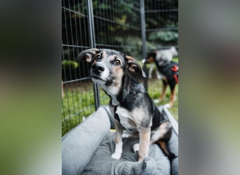 Joshi, lieber Junghund