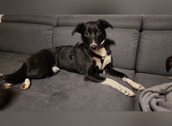 Joy, wunderbare Hündin