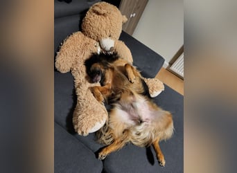 Bruno - kleiner Schmusebär sucht seine Familie