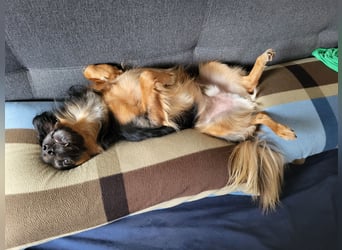 Bruno - kleiner Schmusebär sucht seine Familie