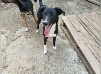 Joy, tolle junge Hündin