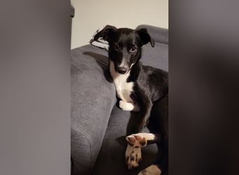 Joy, wunderbare Hündin