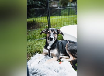 Joshi, lieber Junghund