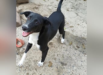 Joy, tolle junge Hündin