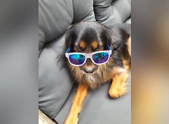 Bruno - kleiner Schmusebär sucht seine Familie