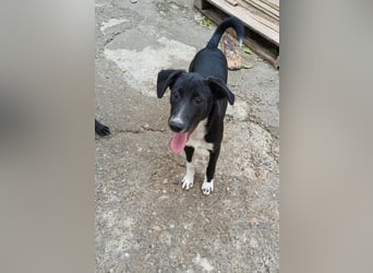 Joy, tolle junge Hündin