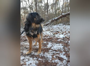 Bruno - kleiner Schmusebär sucht seine Familie