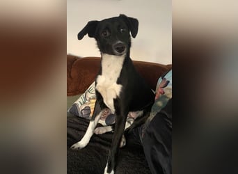 Joy, tolle junge Hündin