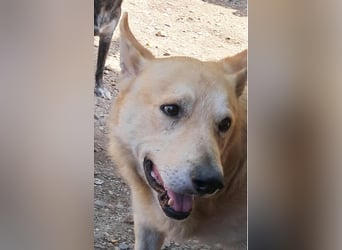 Wunderschöner Spencer