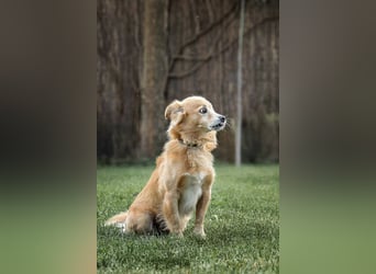 Oliver - ​Vom Überlebenskünstler zum Kuschelprofi