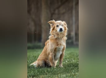 Oliver - ​Vom Überlebenskünstler zum Kuschelprofi
