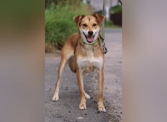 Freundliche und menschenbezogene Lora wünscht sich ein Zuhause