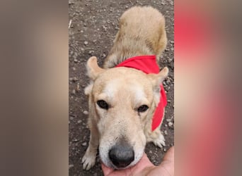 Wunderschöner Spencer