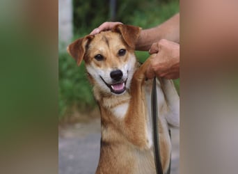 Freundliche und menschenbezogene Lora wünscht sich ein Zuhause