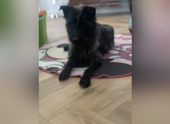 Xana, Hundemama sucht liebevolles Zuhause