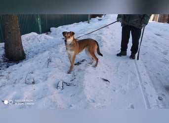 Freundliche und menschenbezogene Lora wünscht sich ein Zuhause
