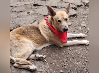 Wunderschöner Spencer