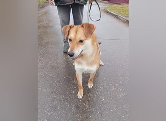 Freundliche und menschenbezogene Lora wünscht sich ein Zuhause