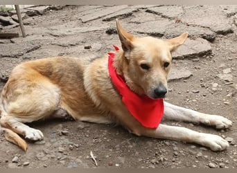 Wunderschöner Spencer