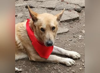 Wunderschöner Spencer